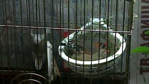 Амадины. Постройка гнезда