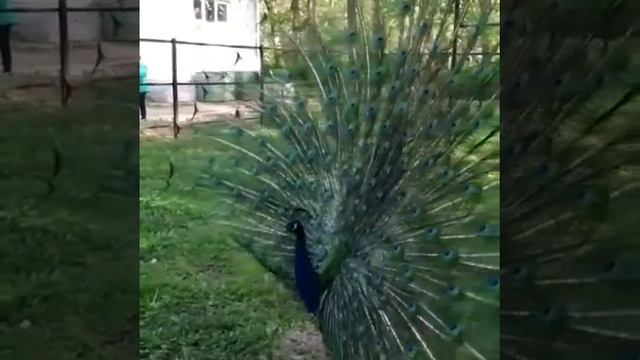 Красавец павлин смотреть онлайн