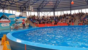 #Дельфинарий Адлер Сочи Парк