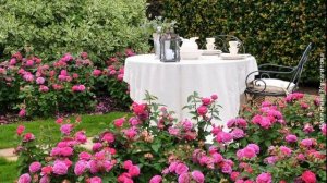 ❀ Лучшие многолетние цветы для сада и их применение в дизайне. Часть 2 – Летники