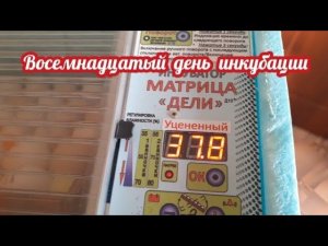 вечер восемнадцатого дня инкубации... что я делаю?.....