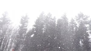 ? ВСТРЕЧА С МЕДВЕДЕМ ШАТУНОМ – случай в тайге. Таежные истории. Рассказы про животных | 16+