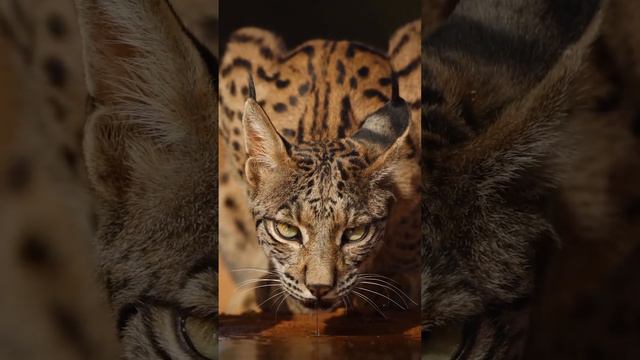 The rarest cats in the world, the Iberian lynx photographed by wildlife photographer Julian смотреть онлайн
