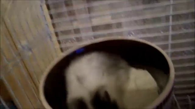 15/ Сирийский хомячок Маняша. Несколько минут из жизни сирийского хомяка. смотреть онлайн