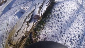 Husqvarna 562xp Modified saw ripping thru some BIGG!!! black locust