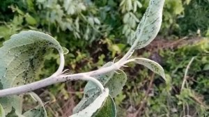 Защита яблони от тли