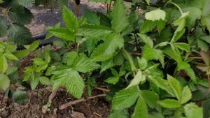 Ежевика Вошито ( Ouachita).