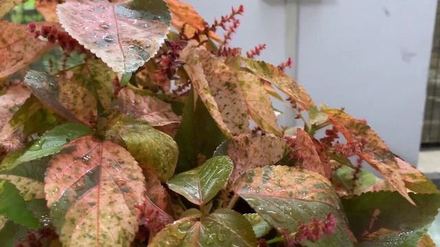 Acalypha wilkesiana / Copperleaf / Jacob’s coat смотреть онлайн