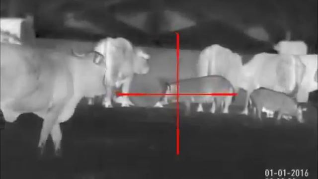 Охрана скота с тепловизором ATN MARS-HD 640 5-50! смотреть онлайн