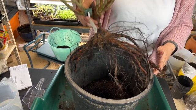 Potting Up A David Austin 'Sweet Juliet' Bareroot Rose - ??? смотреть онлайн