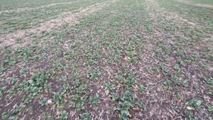 ВЫРАЩИВАНИЕ РАПСА | АЗОТНАЯ ПОДКОРМКА 2