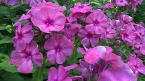 Флокс И.С. БАХ | обзор, описание, цветение, отзыв.