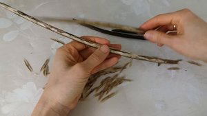 Как выглядят семена  катальпы