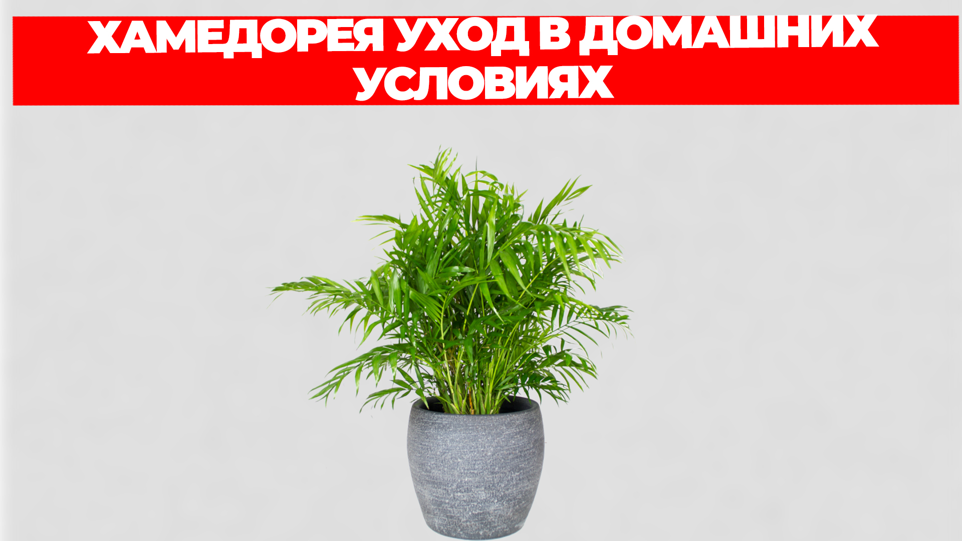 ХАМЕДОРЕЯ УХОД В ДОМАШНИХ УСЛОВИЯХ