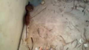 Полевая мышь. Возможно приручить?)