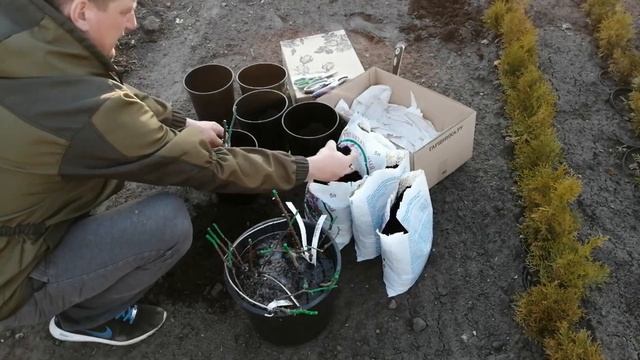 КАНАДСКИЕ РОЗЫ ! ПОСАДКА! смотреть онлайн