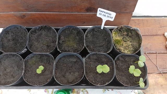 Всходы каркаде смотреть онлайн