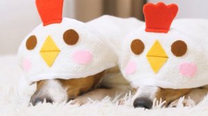 BUY или DIY? | ПОВТОРЯЮ БАННЫЙ ХАЛАТ И ПОЛОТЕНЦЕ ДЛЯ СОБАК С AliExpress