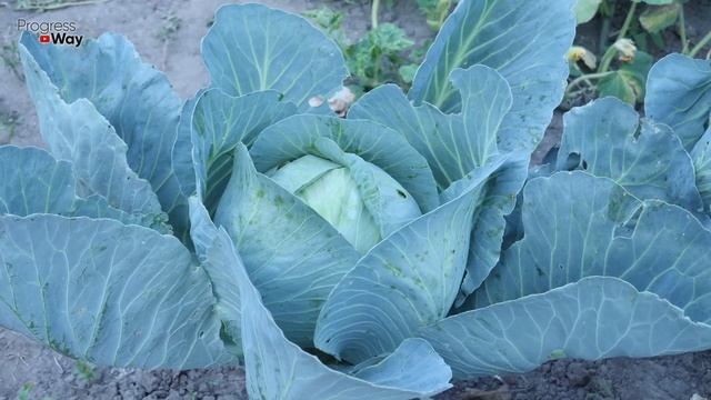 ОБЯЗАТЕЛЬНО В АВГУСТЕ ДАЙТЕ КАПУСТЕ СОДУ И БУДЕТЕ СОБИРАТЬ УРОЖАЙ МЕШКАМИ!!! УХОД ЗА КАПУСТОЙ! смотреть онлайн