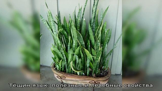 Тёщин язык цветок: полезные свойства, уход в домашних условиях, размножение, пересадка. Комнатный . смотреть онлайн