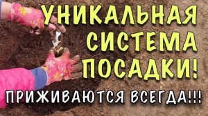 НЕ ЗАСОХНУТ, ПРИЖИВУТСЯ! Как ПРАВИЛЬНО сажать РОЗЫ ВЕСНОЙ. СЕКРЕТЫ БЫСТРОЙ ПРИЖИВАЕМОСТИ
