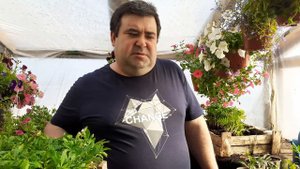Бархатцы тайшан как вырастить, сроки посева.