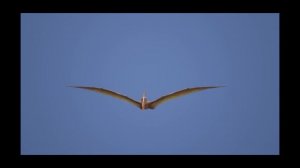 ПТЕРОДАКТИЛЬ (PTERODACTYLUS)