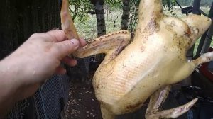 Забой уток ,как ощипать и разделать, взвешивание