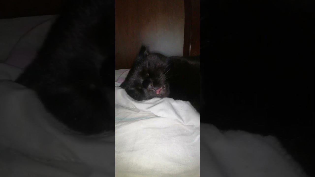 Кашляю, а кота это раздражает смотреть онлайн