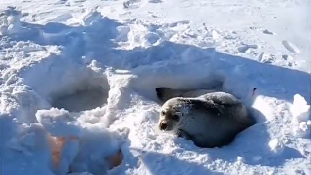 Спасение нерпы. Чукотка. #Доброедело смотреть онлайн