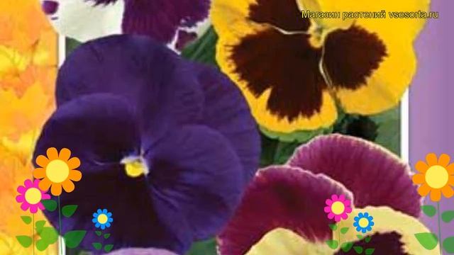 Виола швейцарские гиганты Вельвет микс. Краткий обзор, описание Viola Wittrockiana Velvet Mix