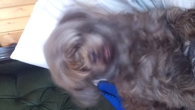 неизвестный звук для овчарки))) смотреть онлайн