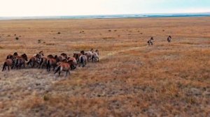 СМОТРИТЕЛЬ ДИКИХ ЛОШАДЕЙ