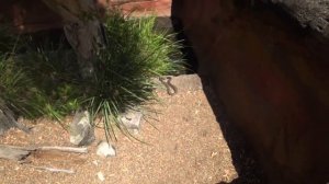 Australian Reptile Park - Парк Рептилий, Австралия, NSW