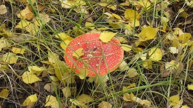 Грибы пошли наконец то смотреть онлайн