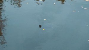 Рыбалка на Ахтубе. Лиса Мороз.Октябрь.