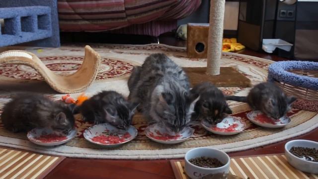 Котята мейн кун(Мейн-кун завтрак..) смотреть онлайн