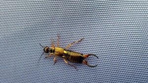 Сколопендра