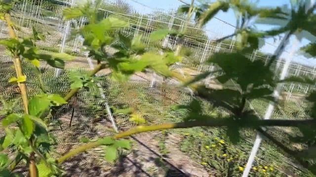 Замерзли плодовые почки - потеря урожая