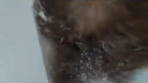 Купание ши-тцу Питомник декоративных пород собак ши-тцу и гриффон Нежный Свет.