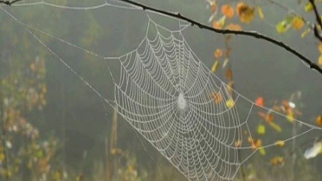 Презентация на тему "Золотая осень" смотреть онлайн