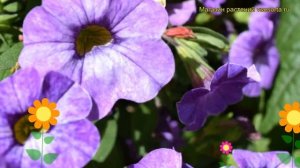 Калибрахоа Калита Спешиал Блю Стар. Краткий обзор, описание характеристик Calita Special Blue Star