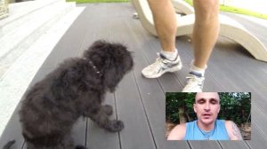 161. Как приучить щенка к расческе. Как вычесать собаку