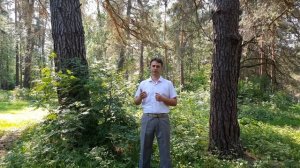 В  г.Алексин Тульской области участок с более трехстами соснами отдали под застройку