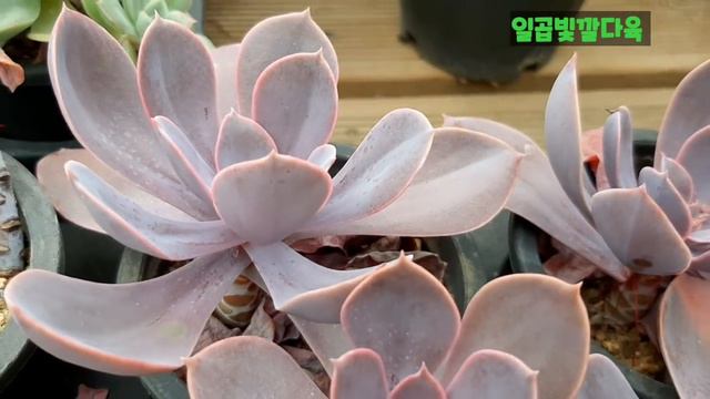 🌈💕다육소개합니다~ #개나리,뉴엔의진주,썸클라라,펄본베르크금,안단테,레드와인,킬로만자로철화 смотреть онлайн