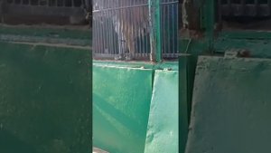 Зоопарк на трассе. Брянская область Навлинский район.