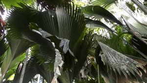 Сейшелы подробно! Часть вторая.