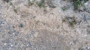 Сколько муравьёв