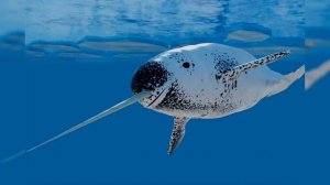 ДЗ Окружающий мир 1 класс. "Где живут белые медведи?" Сообщение про Нарвала.