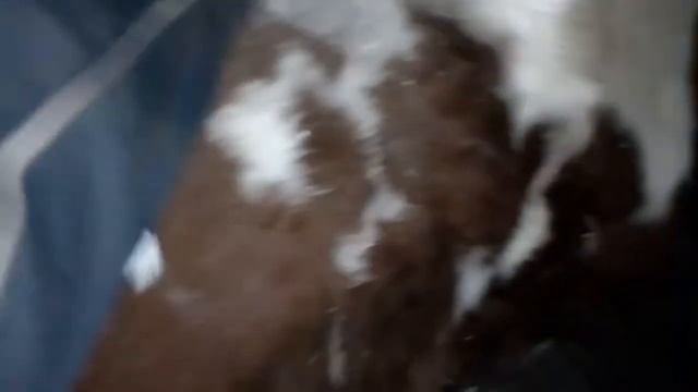 выпадение шерсти у коров .... смотреть онлайн